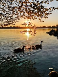 Ducks swimming in lake at sunset