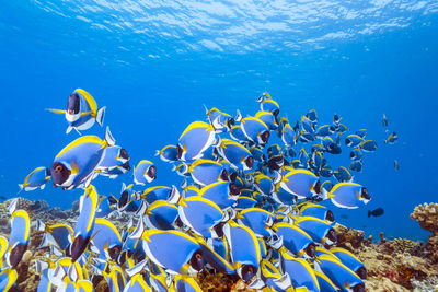 View of fishes swimming in sea