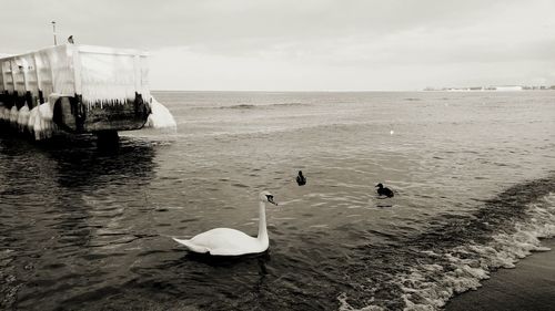 Swans swimming in sea against sky