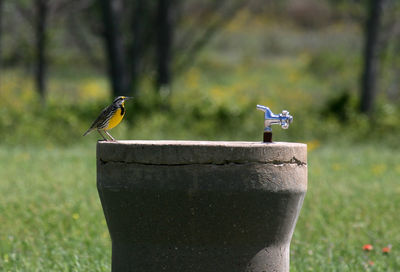 Bird perching on a plant