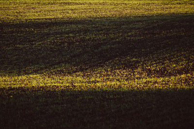 Full frame shot of field