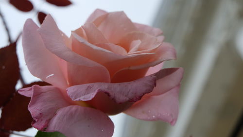 Close-up of rose against blurred background