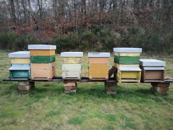 Houses of bees in countryside, are located on green field ,healthy honey, organic farm, beekeeping.