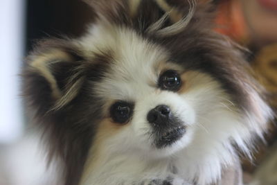 Close-up portrait of dog at home