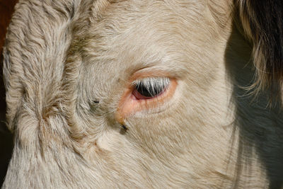 Close-up of a cattle head with beautiful eyes