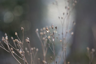 Close-up of flowering plants on field