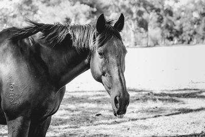 Horse in the field black and white