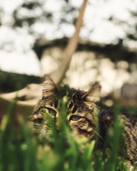 Close-up of cat on field