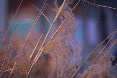 Close-up of dried plant