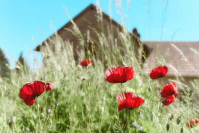 Close-up of red poppy flowers growing on field