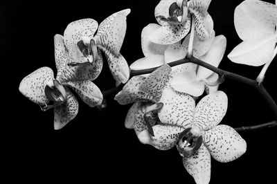 Close-up of flower over black background