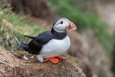 Close-up of bird perching outdoors