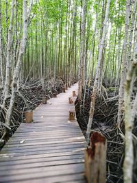 View of narrow footbridge in forest