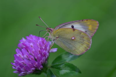 Close-up of butterfly pollinating on purple flower