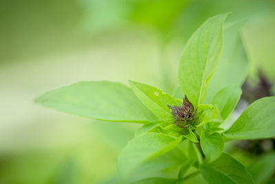 Close-up of insect on leaf