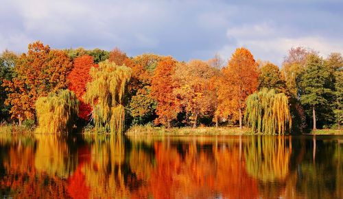 Reflection of trees in lake