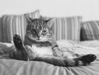 Close-up of cat lying on bed at home