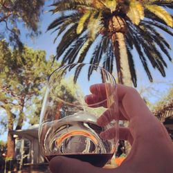 Close-up of person hand holding drink in glass against palm tree