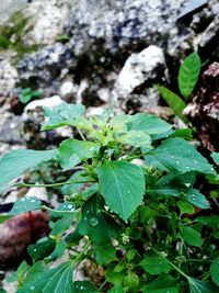 Close-up of green plant in water