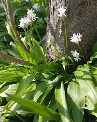 High angle view of white flowering plant