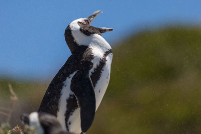 Close-up of a bird against the sky