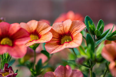 Close-up of red flowering plant