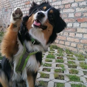 Portrait of dog standing against brick wall