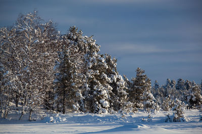 Trees on snow covered land against sky