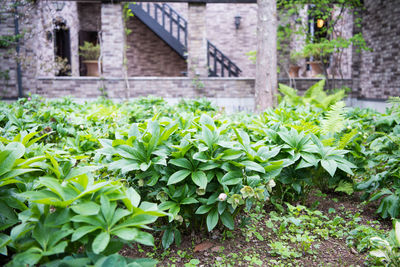 Close-up of plants