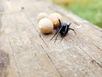 Close-up of insect on table