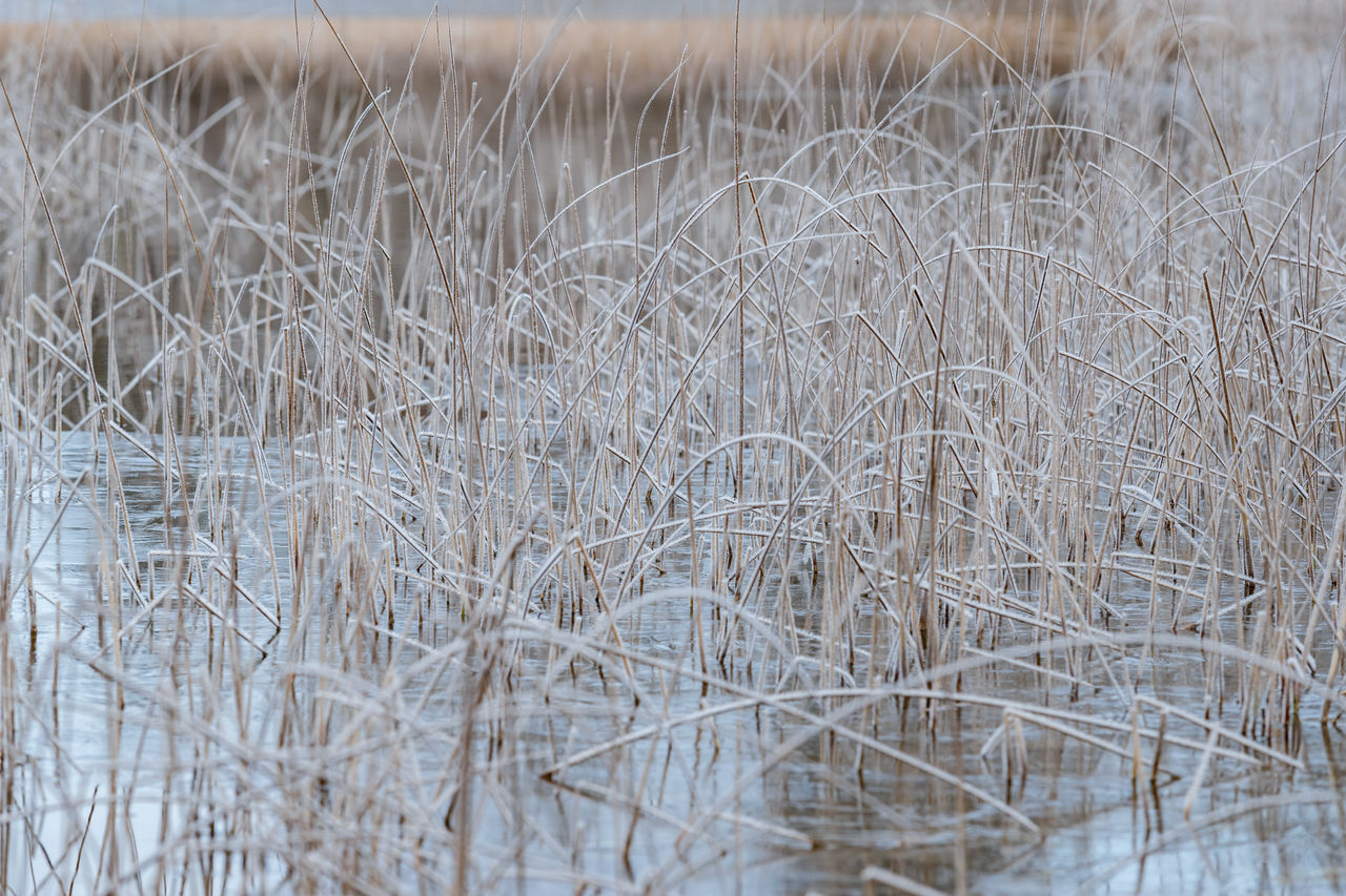 FULL FRAME SHOT OF DRY PLANTS