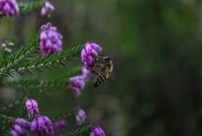 Close-up of bee pollinating on purple flower