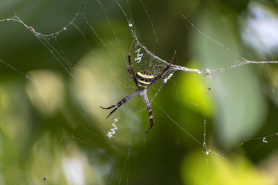 Closeup photo of a big spider sitting on the web at the rain-forest on isolated background