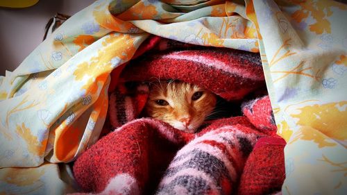 Close-up of cat resting