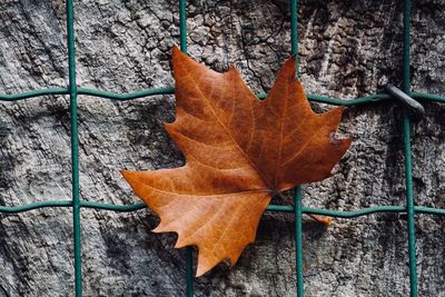 Close-up of dry maple leaves on plant