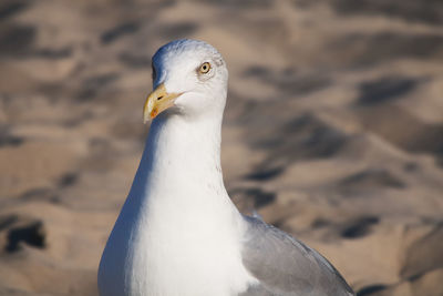 Close-up of seagull