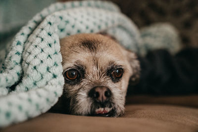 Portrait of dog relaxing at home