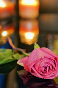 Close-up of pink rose