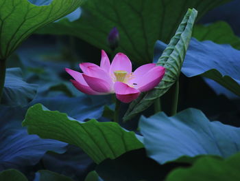 Close-up of water lily in lake