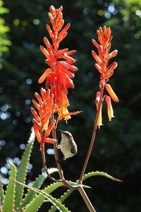 Close-up of orange flowering plant