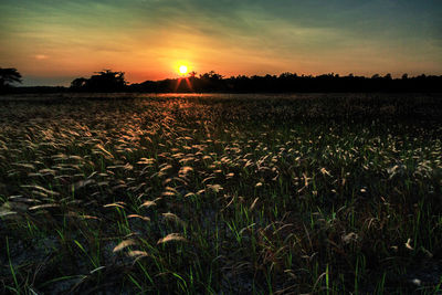 Scenic view of field against sky at sunset