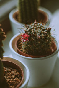 High angle view of potted plants on table