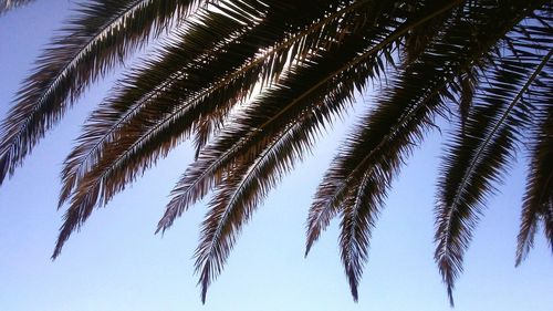 Low angle view of palm trees against blue sky