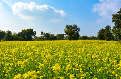 Scenic view of oilseed rape field against sky