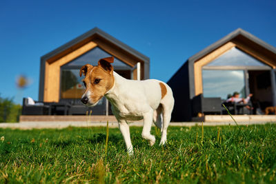 Dog running on field near family house