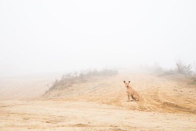 View of a horse on landscape