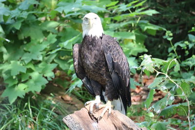 Bird perching on a tree