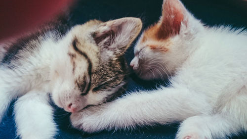 Close-up of cat sleeping