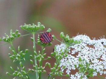 Close-up of butterfly pollinating on flower