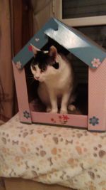 Portrait of cat sitting on bed at home